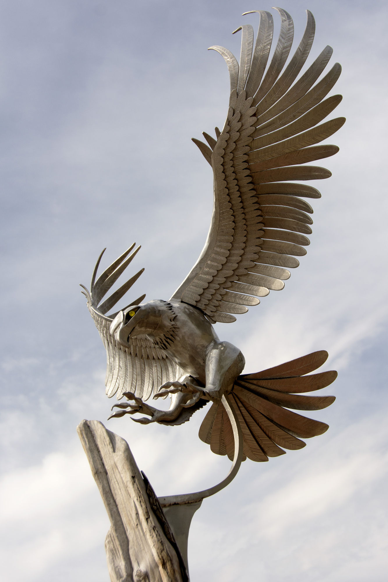 010-Wild_Wings 010-Wild_Wings