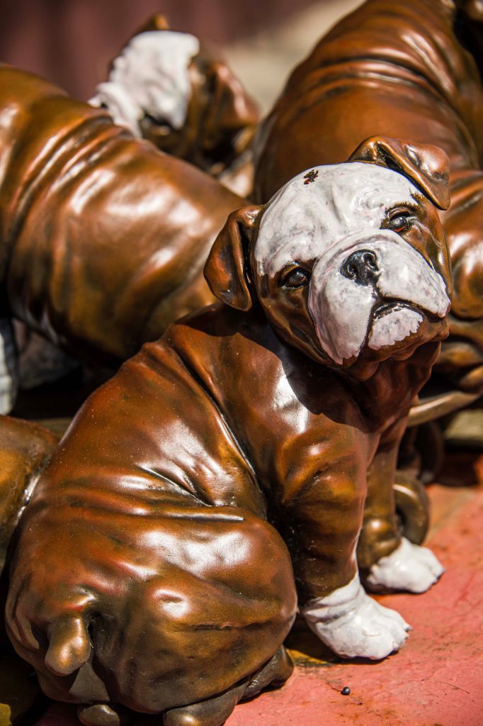 Playtime (English Bulldog Puppies)